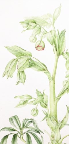 Stinking-hellebore