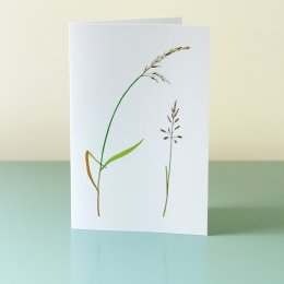 2-Chalkland-Grasses