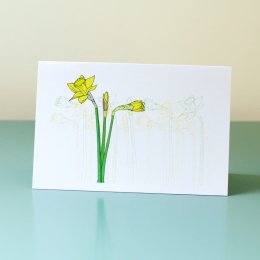 Daffodils-2