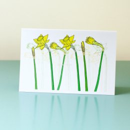 Daffodils