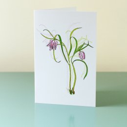Fritillaria-Meleagris
