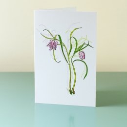 Fritillaria-Meleagris