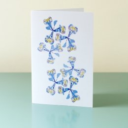 Iris-Reticulata