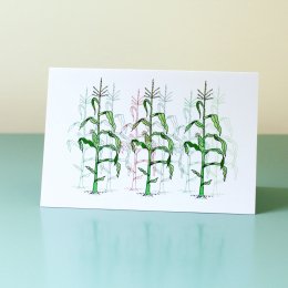 Sweetcorn-Field