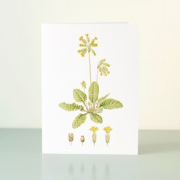 YORC_1_Cowslip