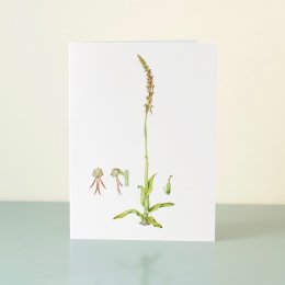 YORC_2_Man-Orchid