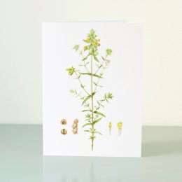 YORC_3_YellowRattle