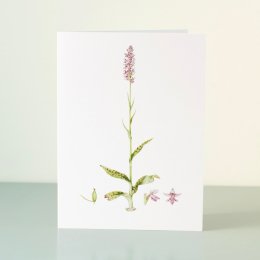 YORC_4_Common-Spotted-Orchid