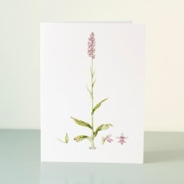YORC_4_Common-Spotted-Orchid