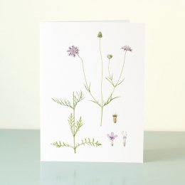 YORC_5_Small-Scabious
