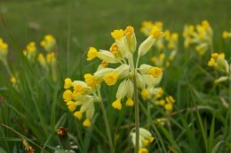 IMG_0586
