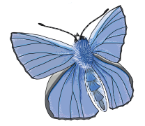 Adonis-Blue