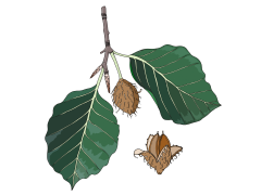 Beech