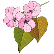 Cherry-blossom