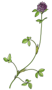 Clover-1