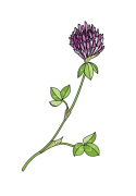 Clover-2
