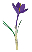 Crocus-1