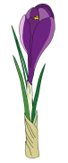 Crocus-2