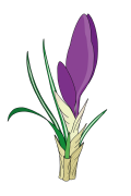 Crocus-3