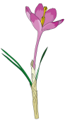Crocus-4