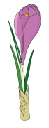 Crocus-5