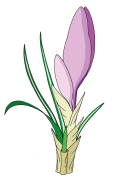 Crocus-6