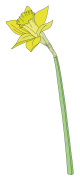 Daffodil-1