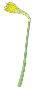 Daffodil-2