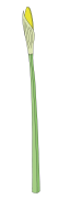 Daffodil-3