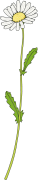 Daisy-1