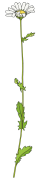 Daisy-2