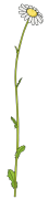 Daisy-3