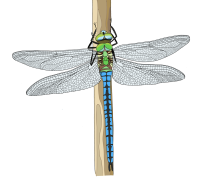 Emperor-dragonfly