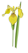 Flag-iris-final