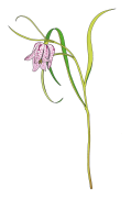 Fritillaria-1