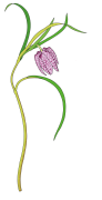 Fritillaria-2