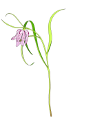Fritillaria