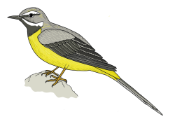 Grey-Wagtail-Final