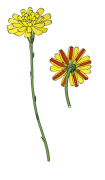 Hawkweed-final