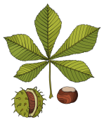 Horse-chestnut-final-