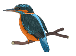 Kingfisher-final