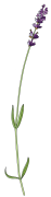 Lavender-2