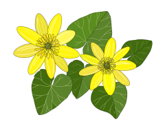 Lesser-celandine