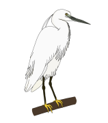 Little-egret
