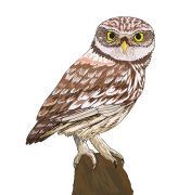 Little-owl
