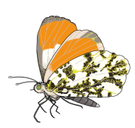 Orange-Tip-Butterfly