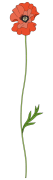 Poppy-2