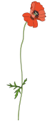 Poppy-3