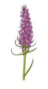 Southern-Marsh-Orchid