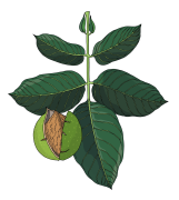 Walnut-final